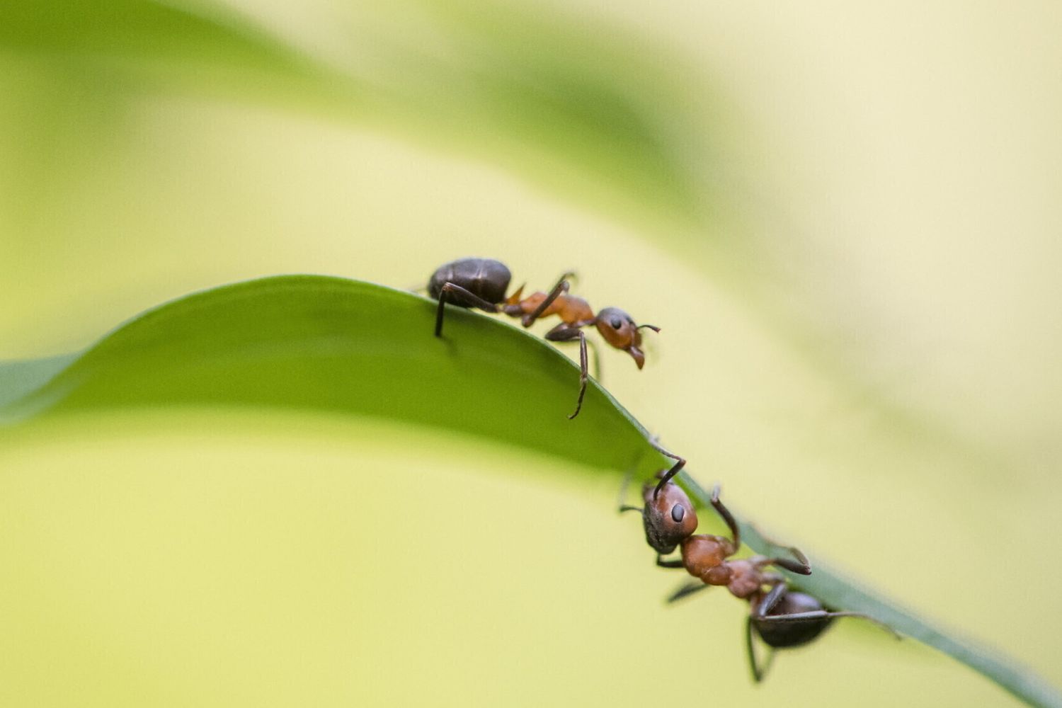 Formiche arboricole della specie europea Formica polyctena&nbsp;