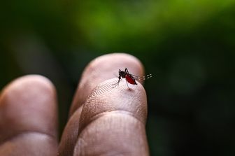 Una zanzara anofele