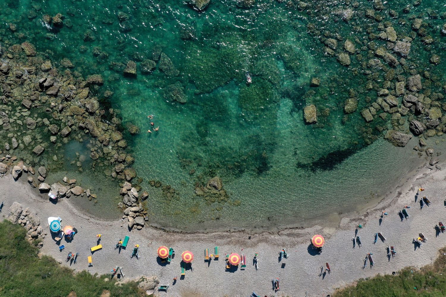 L'alga killer devasta l'Australia