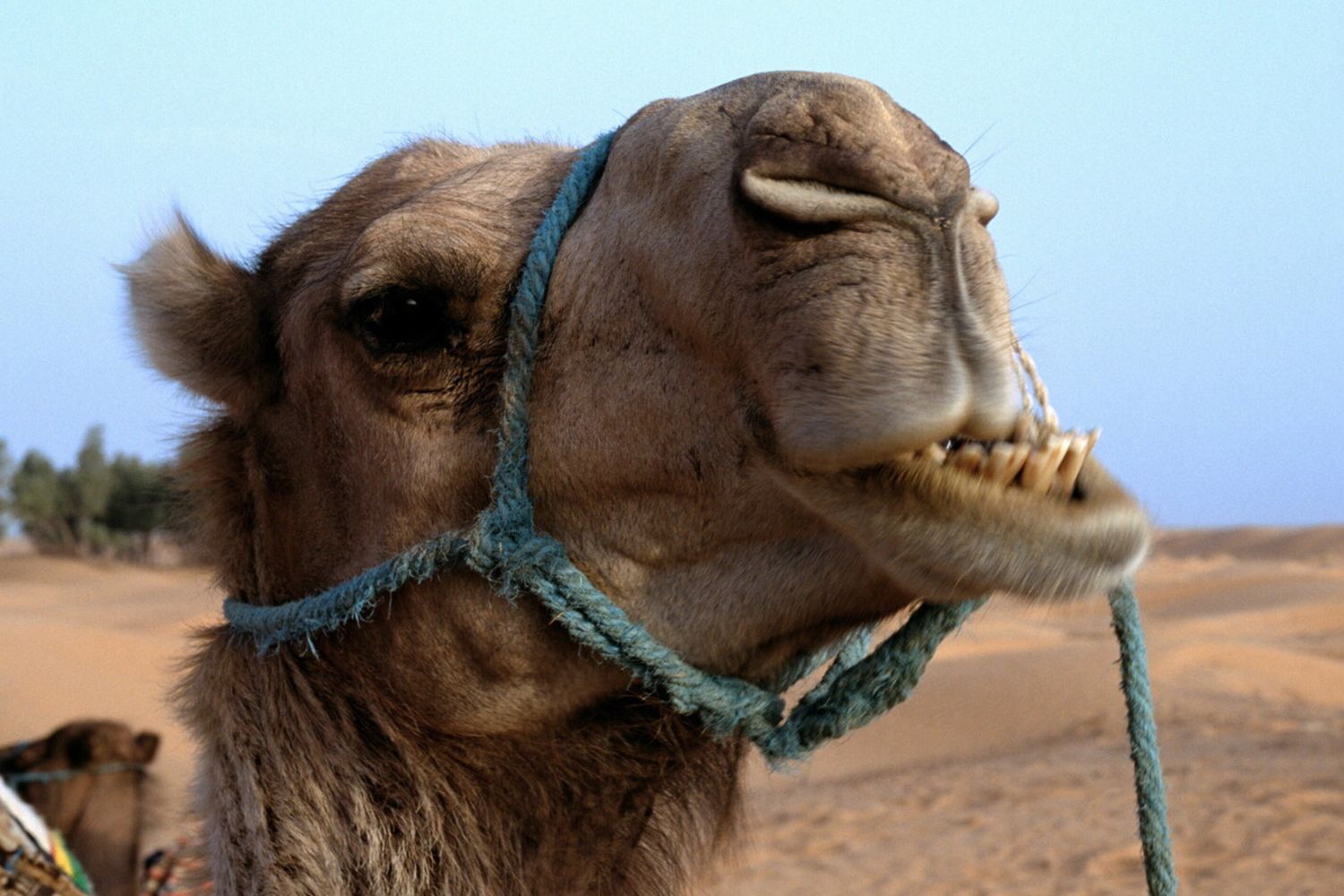 cammello legato (Afp)