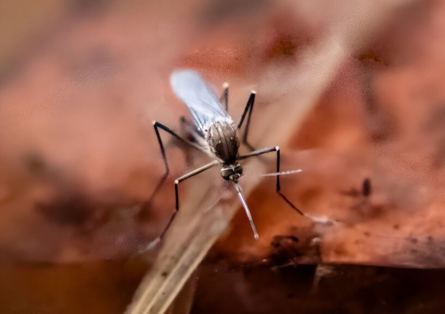 West Nile