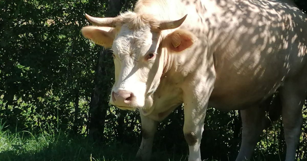 Formaggio italiano fatto con latte maltese: scoperta frode a Ragusa