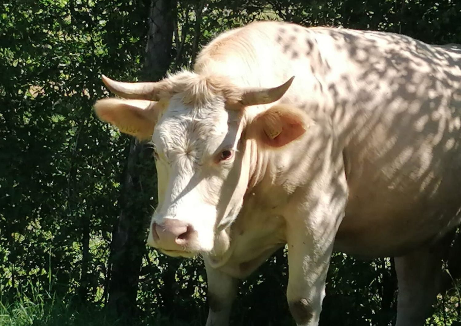 Mucca