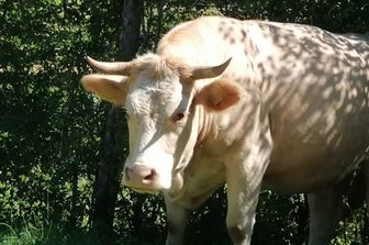 Mucca