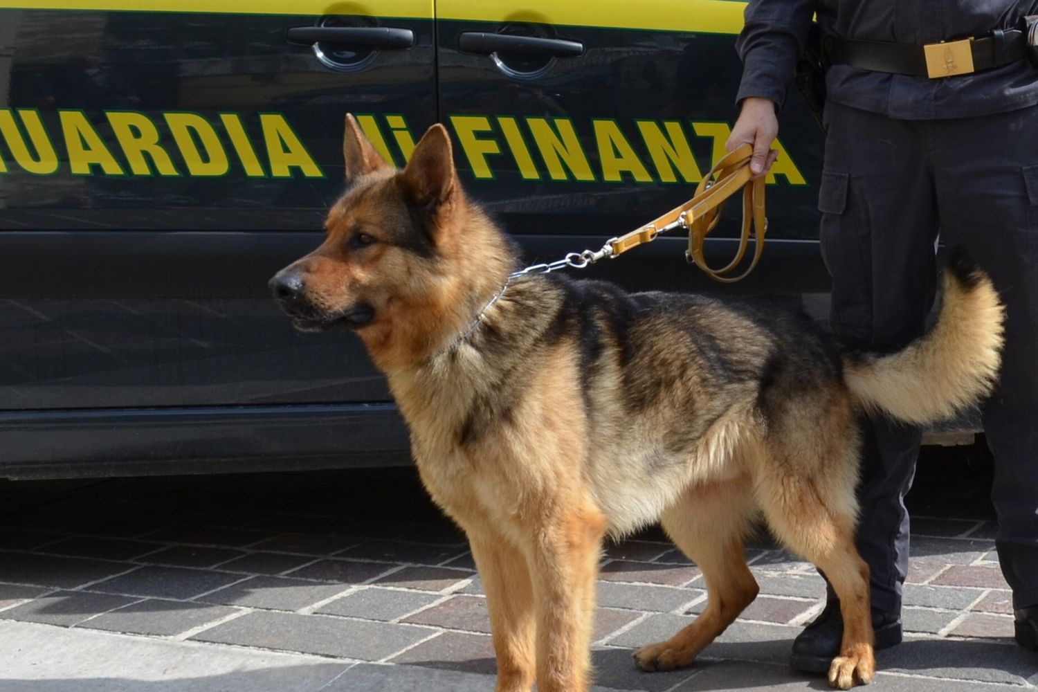 Guardia di Finanza, cani anti-droga&nbsp;