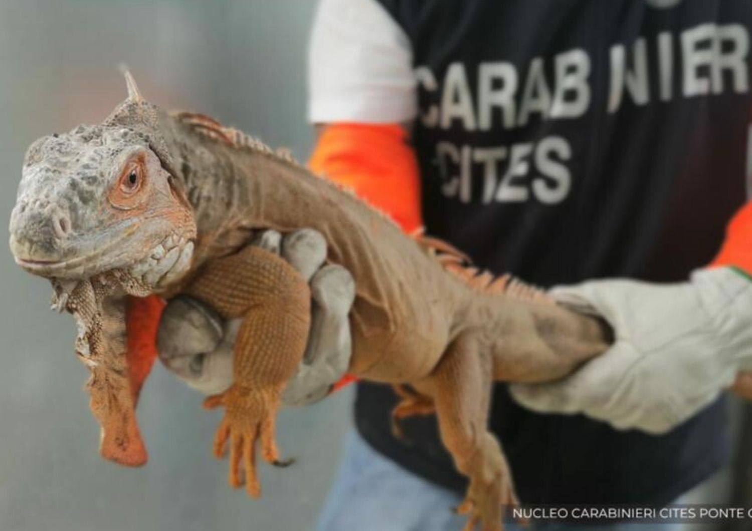 Iguana sequestrata, multa salata