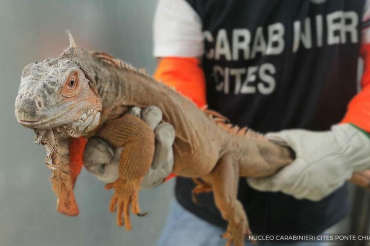 Iguana sequestrata, multa salata