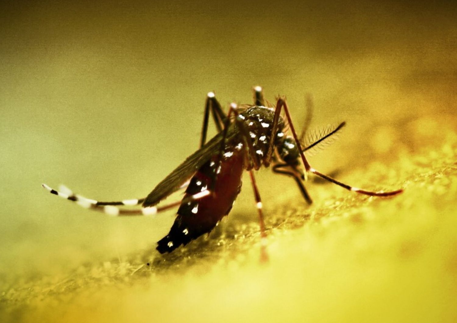 West Nile
