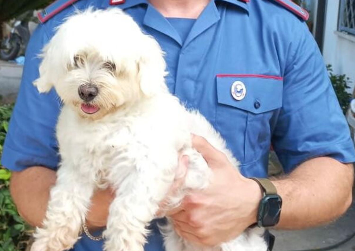 rapisce cagnolino chiede riscatto arrestato napoli