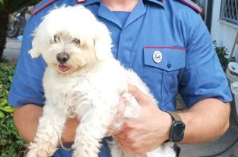 rapisce cagnolino chiede riscatto arrestato napoli