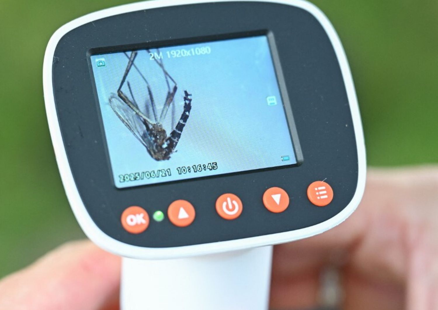 proliferazione-zanzare-italia-consigli