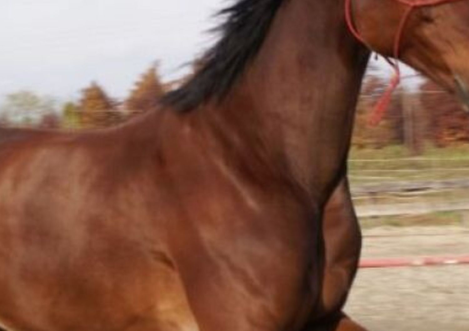 cavallo