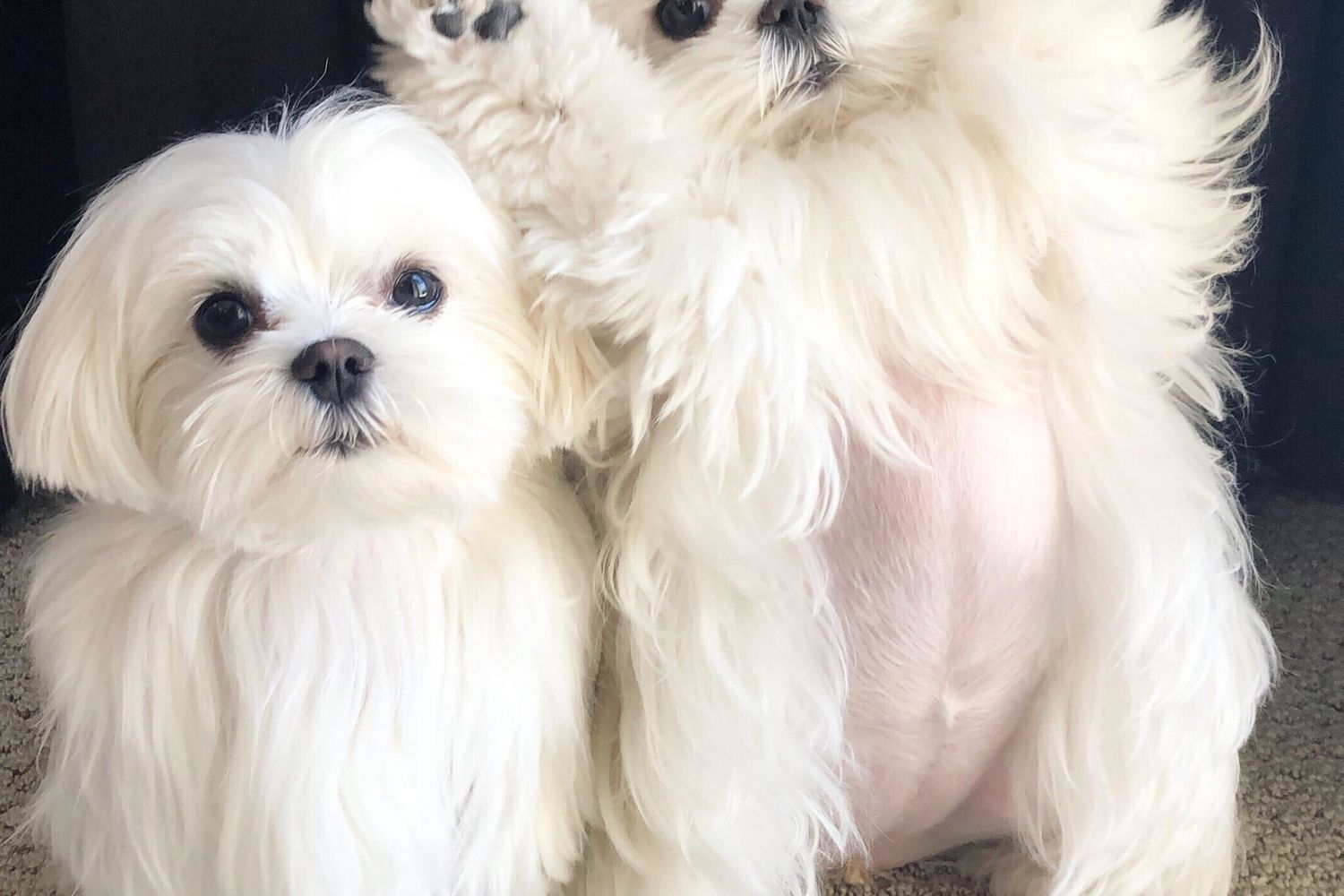 I cani sanno riconoscere gli esseri umani in base alla voce