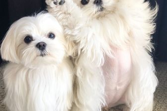 I cani sanno riconoscere gli esseri umani in base alla voce