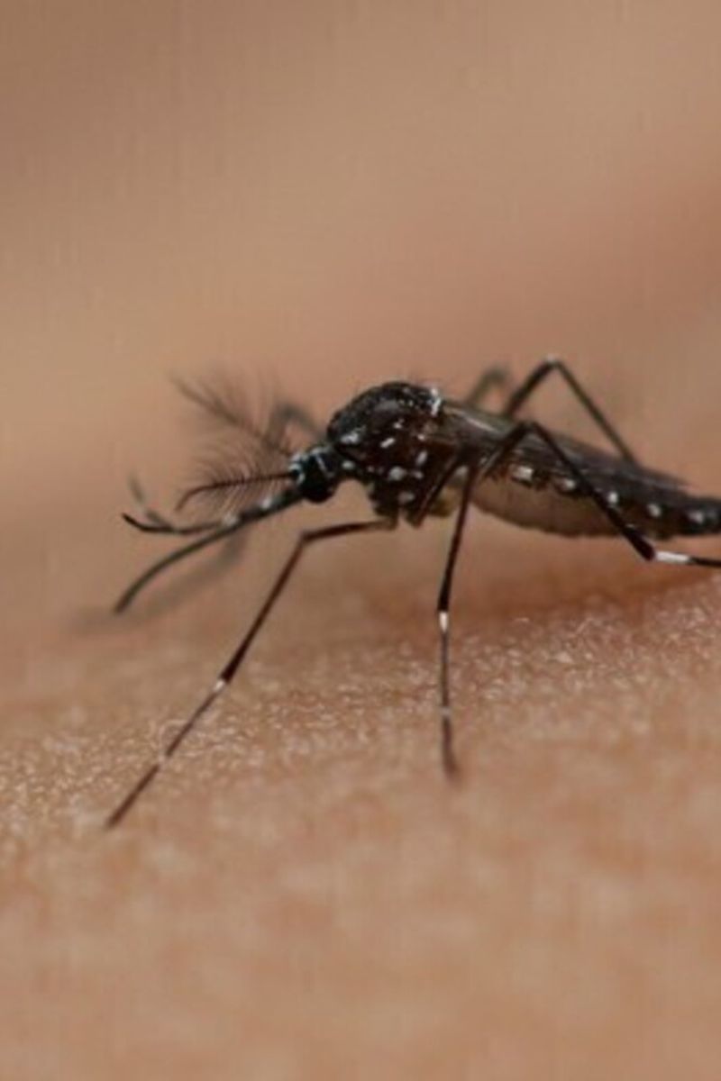 Dengue e Chikungunya: l'ISS lancia l’allerta in Italia