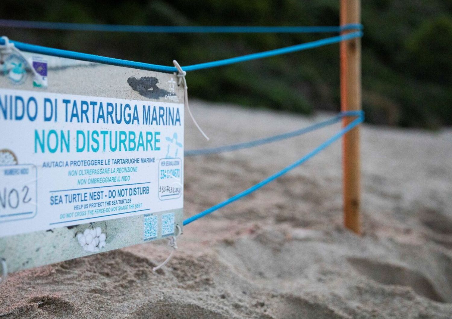 Tartarughe caretta caretta
