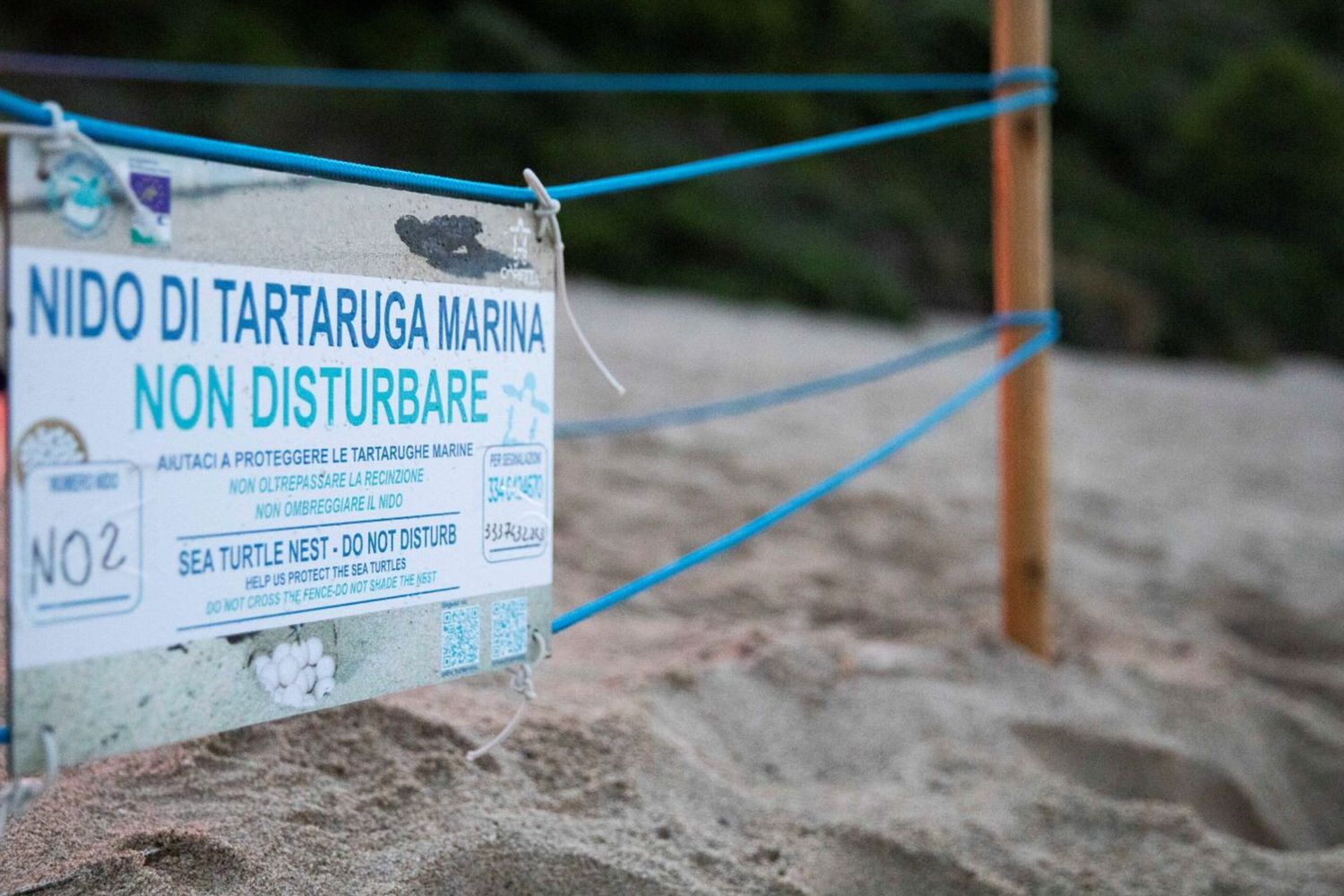 Tartarughe caretta caretta