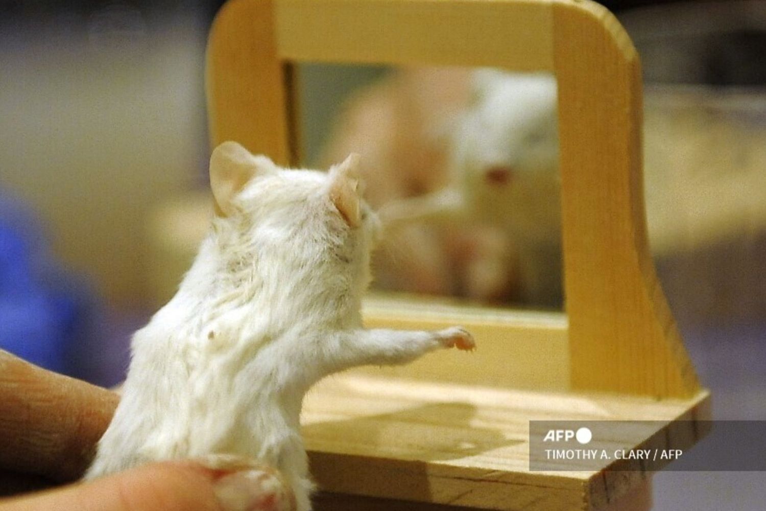 &nbsp;Esperimenti con i topi