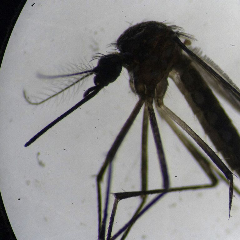Una zanzara della specie Aedes Aegypti fotografata al microscopio