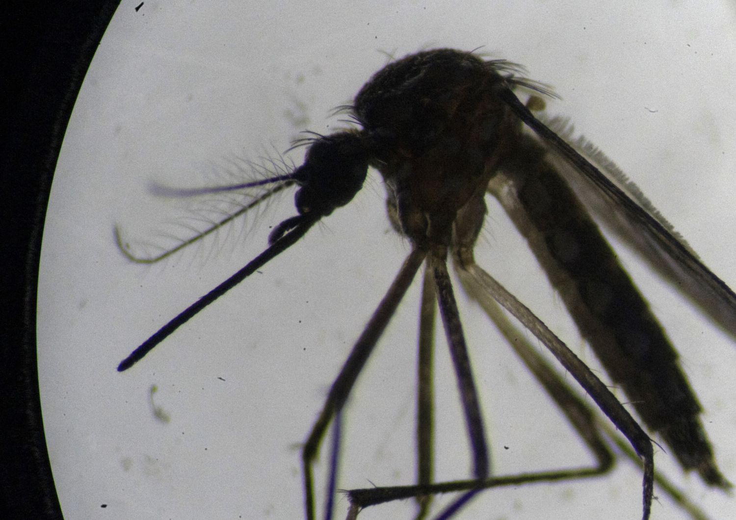 Una zanzara della specie Aedes Aegypti fotografata al microscopio