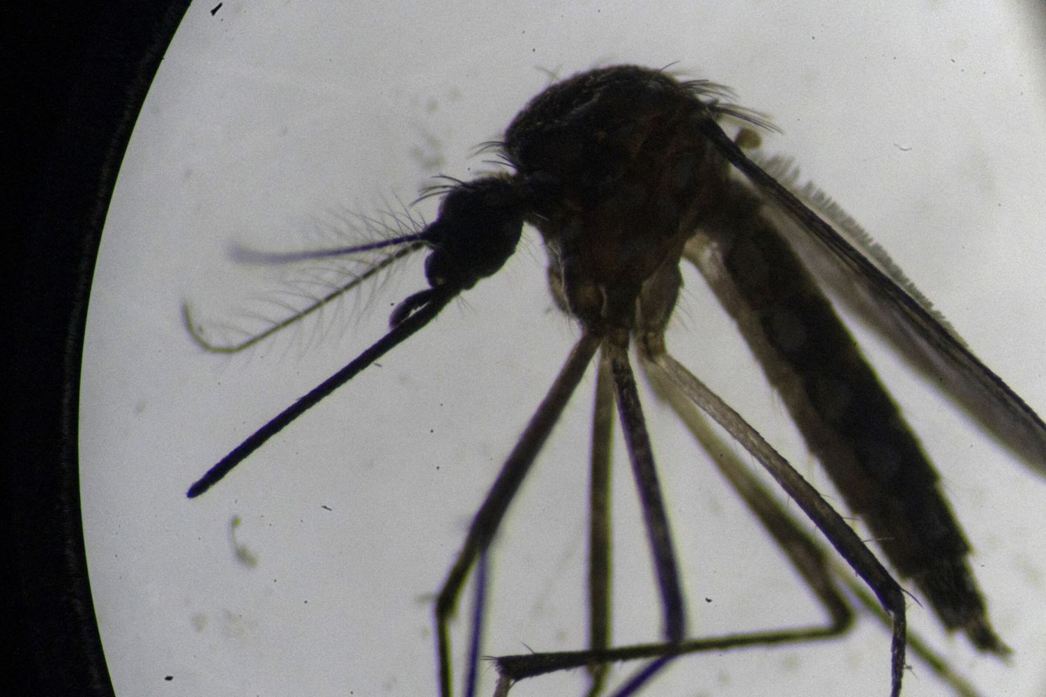 Una zanzara della specie Aedes Aegypti fotografata al microscopio