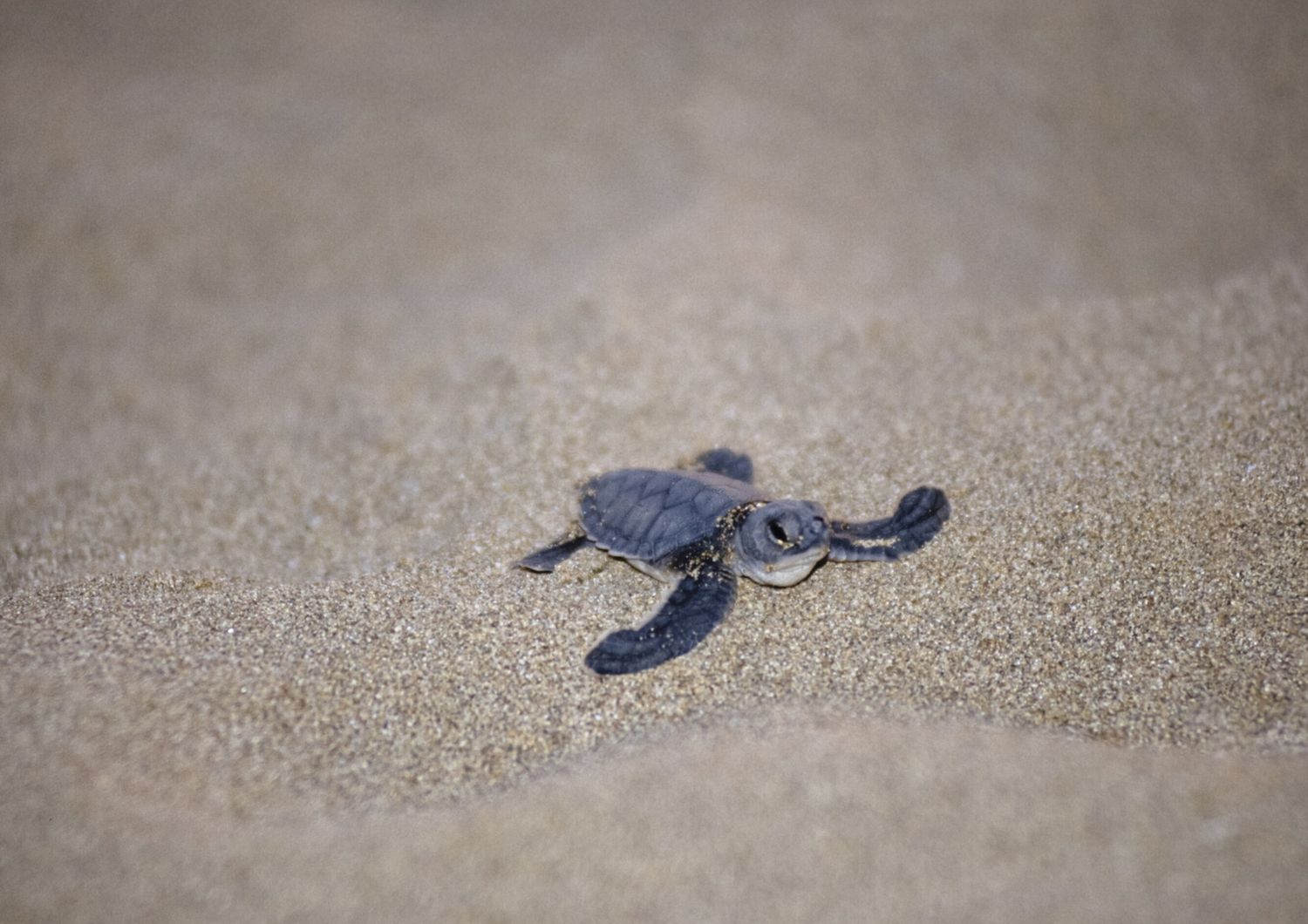 Caretta caretta - E' la tartaruga marina più comune del mar Mediterraneo. La specie è fortemente minacciata in tutto il bacino del Mediterraneo ed è ormai al limite dell'estinzione nelle acque territoriali italiane
