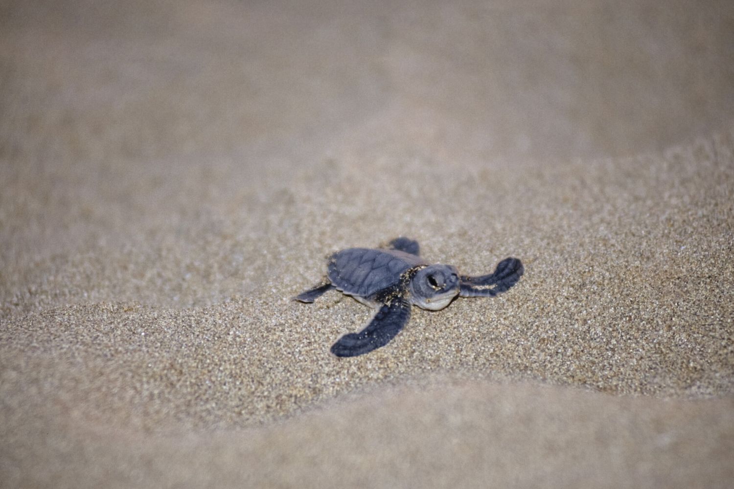 Caretta caretta - E' la tartaruga marina più comune del mar Mediterraneo. La specie è fortemente minacciata in tutto il bacino del Mediterraneo ed è ormai al limite dell'estinzione nelle acque territoriali italiane