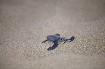 Caretta caretta - E' la tartaruga marina più comune del mar Mediterraneo. La specie è fortemente minacciata in tutto il bacino del Mediterraneo ed è ormai al limite dell'estinzione nelle acque territoriali italiane