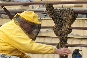 esperto apistico della FAI, Fabrizio Piacentini