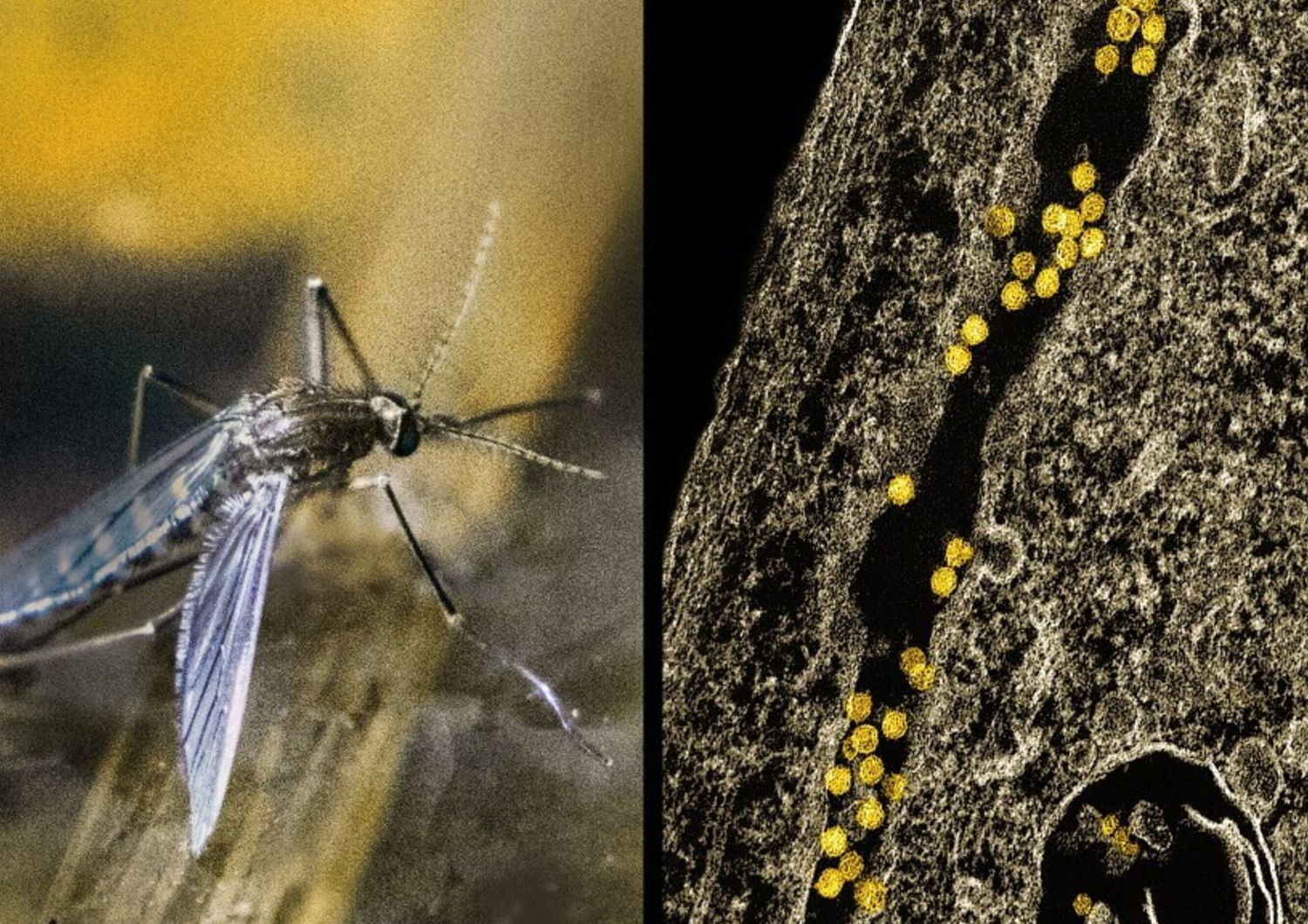 West Nile, primo caso accertato a Lecce