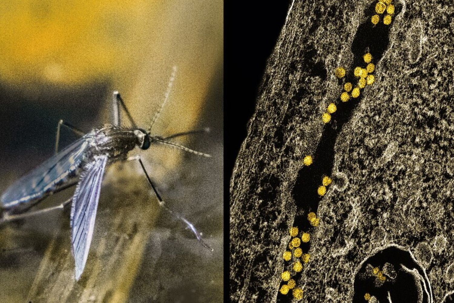 West Nile, primo caso accertato a Lecce