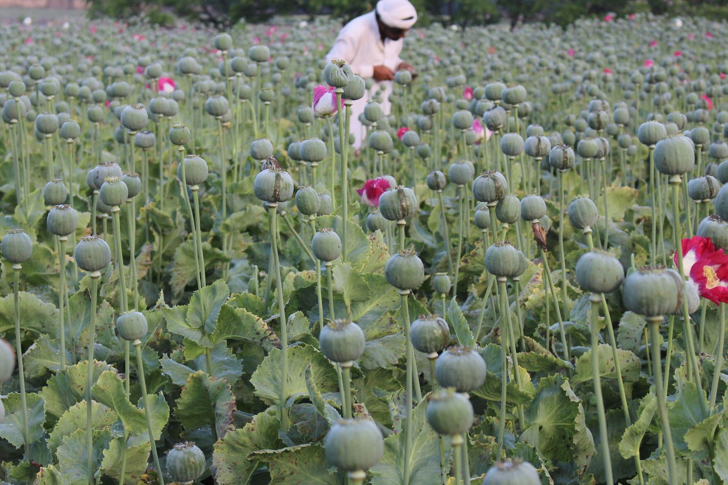 Afghanistan - coltivazione di oppio (Afp)