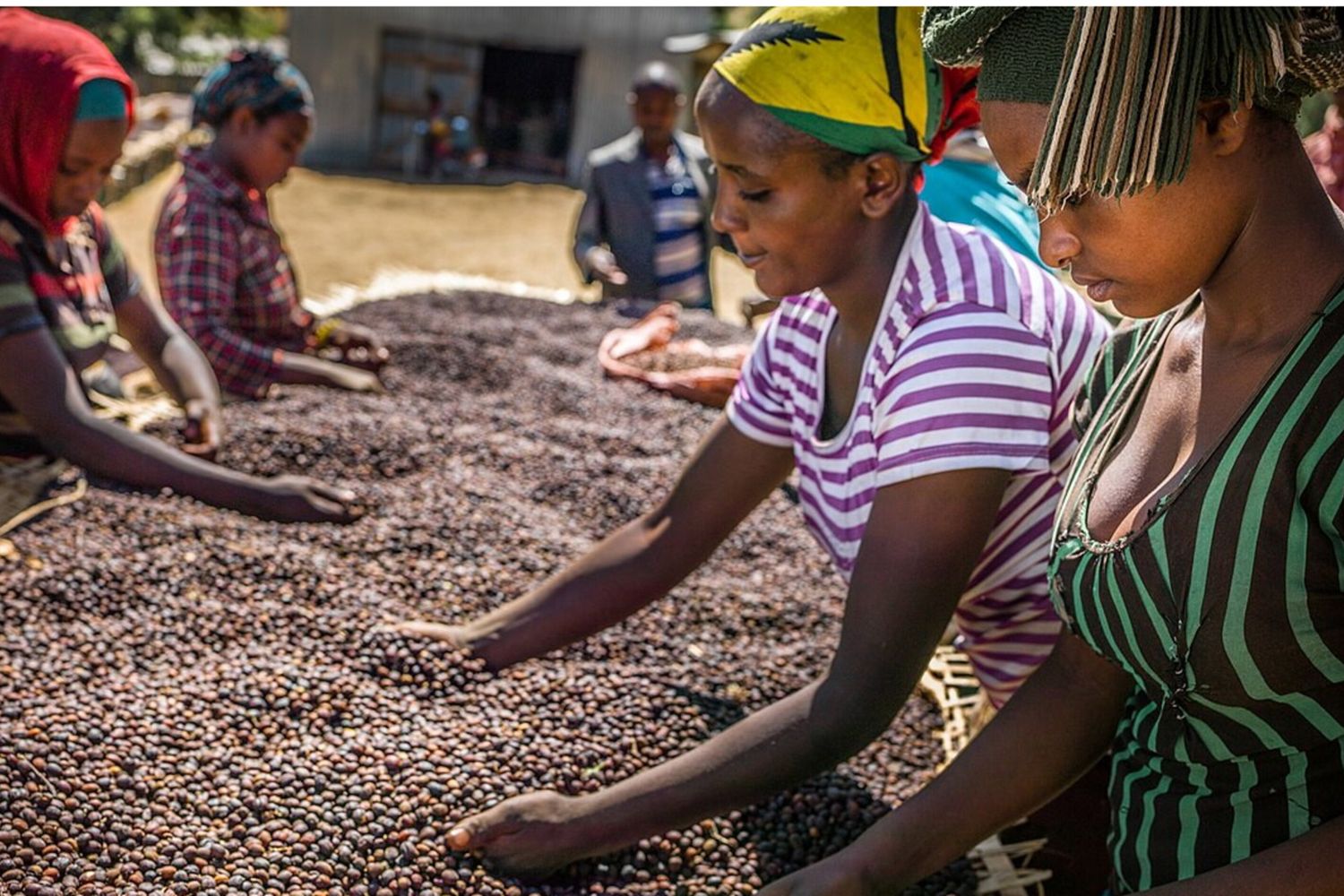 Dal caffè etiope all'energia in Mozambico, il Piano Mattei è sostenuto da partner internazionali