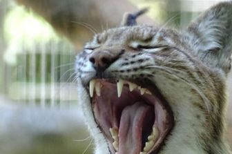 zoo danese animali domestici vivi pasto predatori cattivit&agrave;&nbsp;