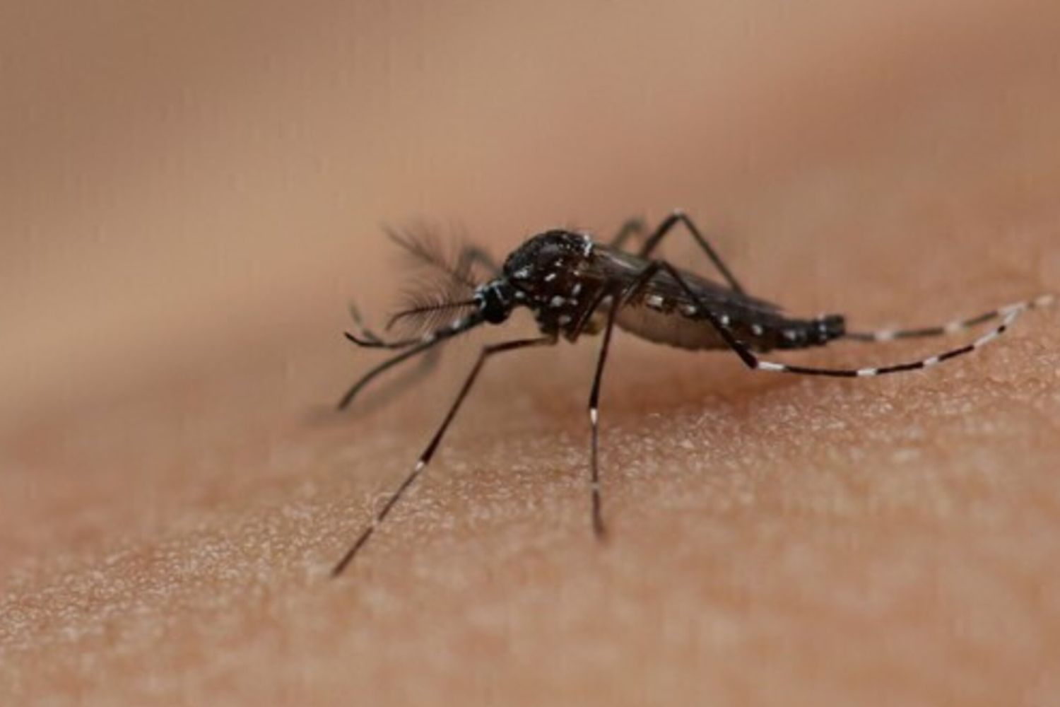 Dengue e Chikungunya: l'ISS lancia l’allerta in Italia