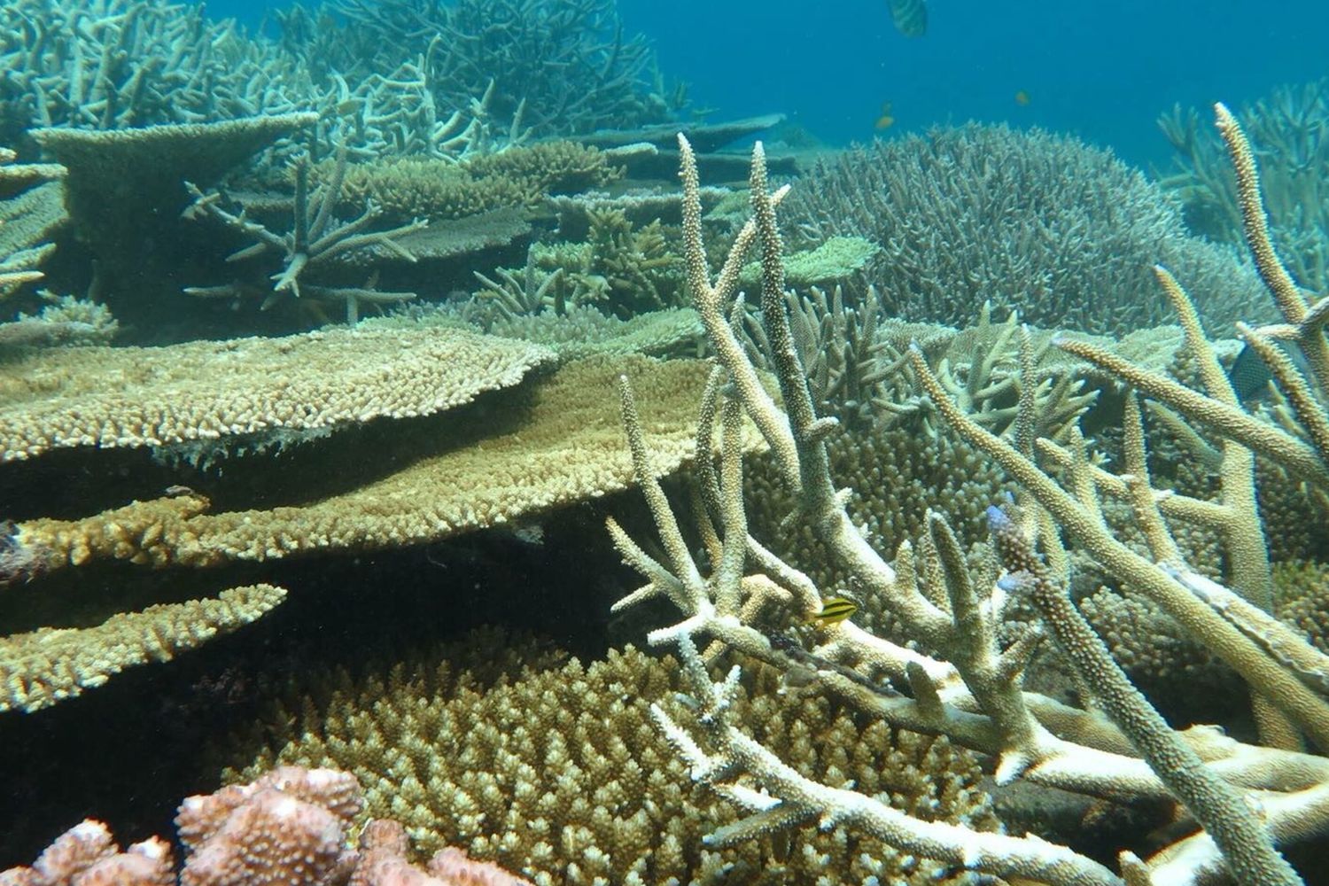 Grande barriera corallina australiana&nbsp;
