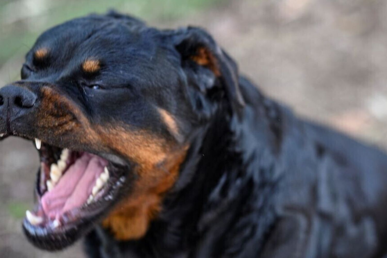 cane rottweiler