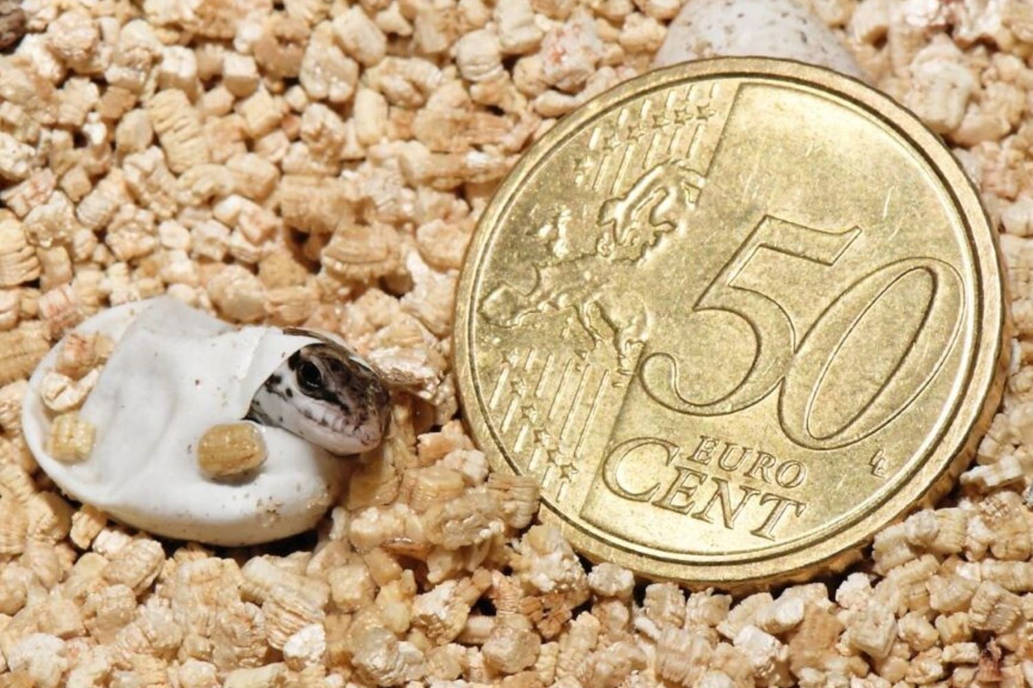 Lucertole Bioparco Roma