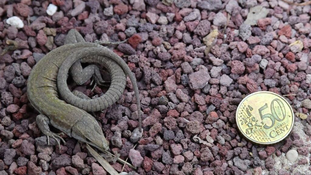 Lucertole Bioparco Roma