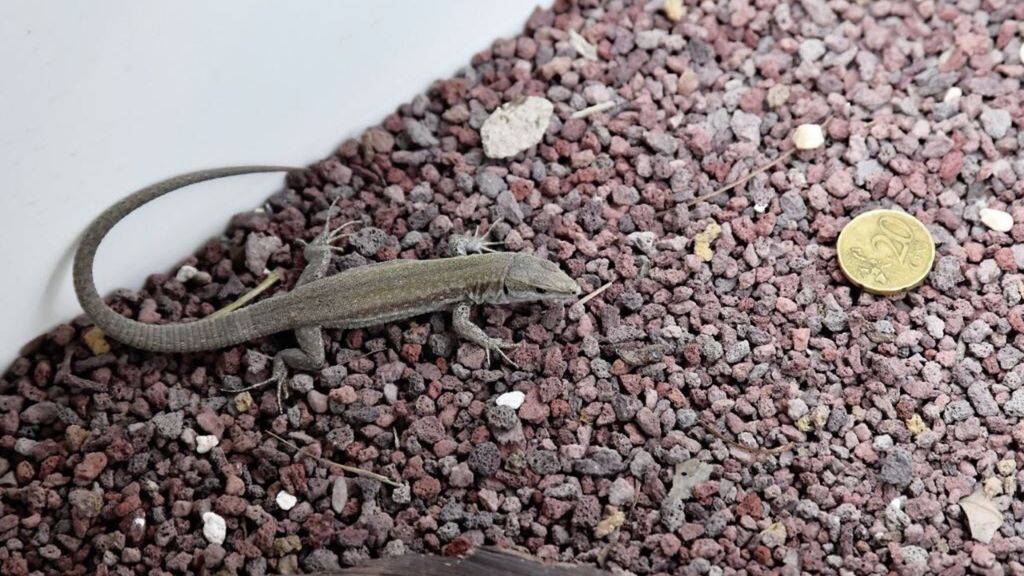 Lucertole Bioparco Roma