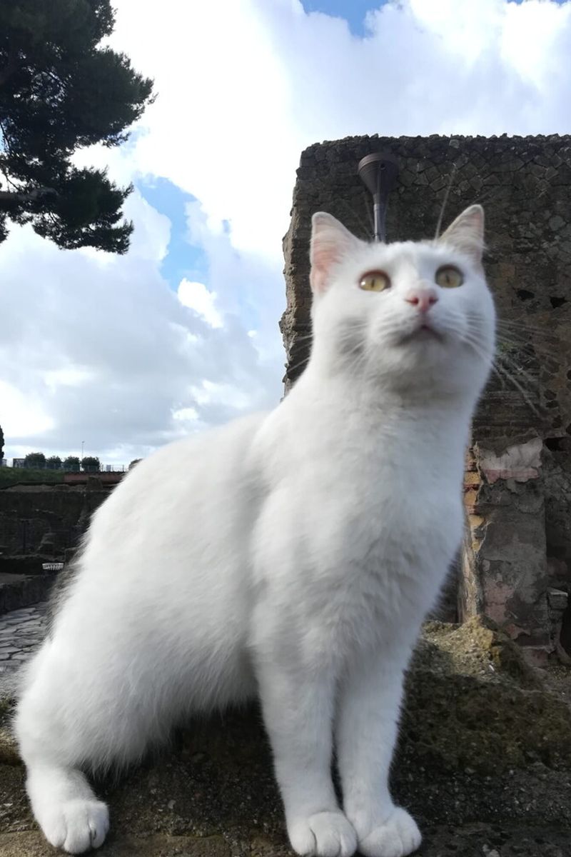 Gatto ad Ercolano