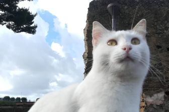 Gatto ad Ercolano