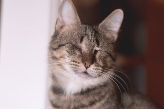 Gatto