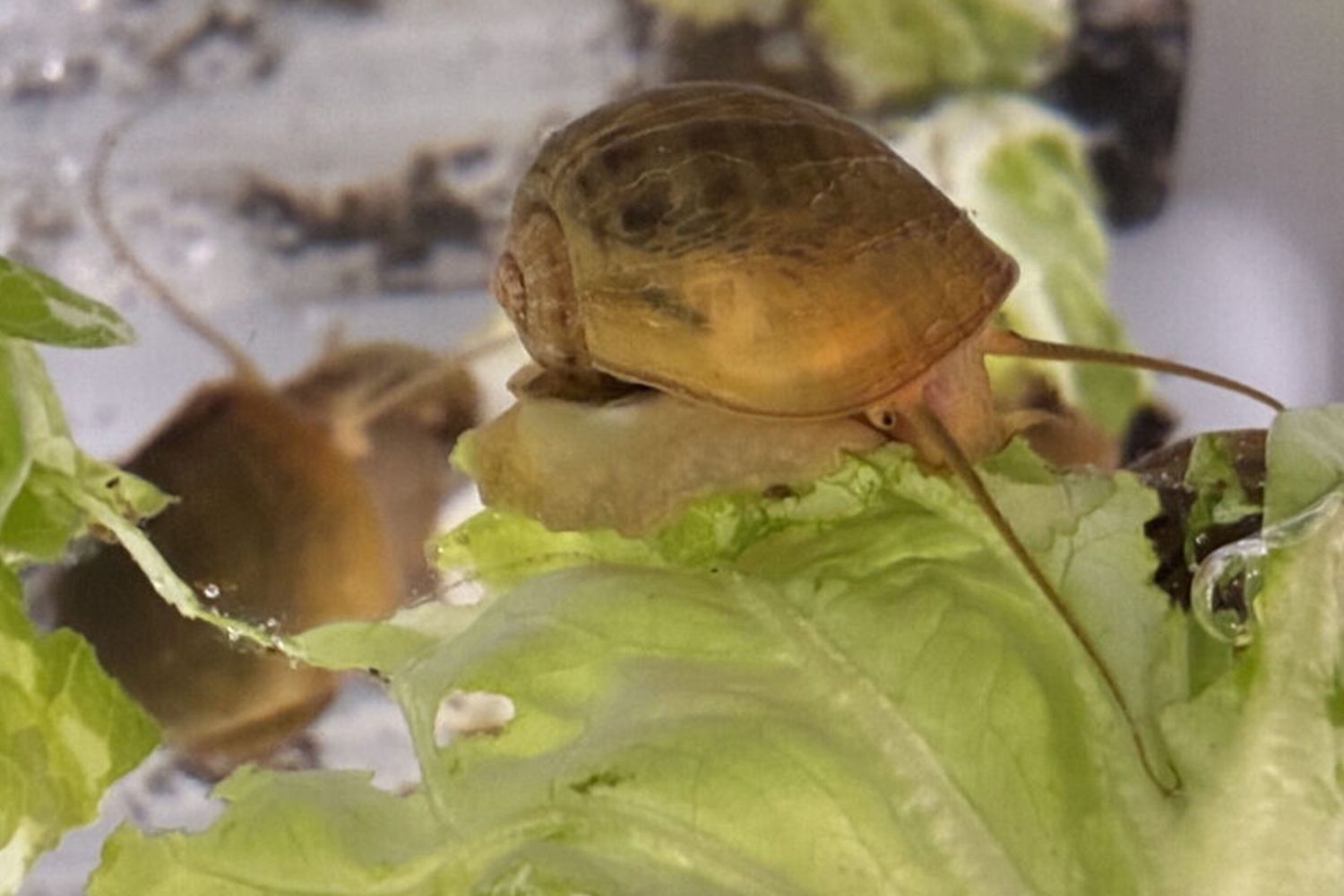 Rigenerazione degli occhi: la lumaca come modello