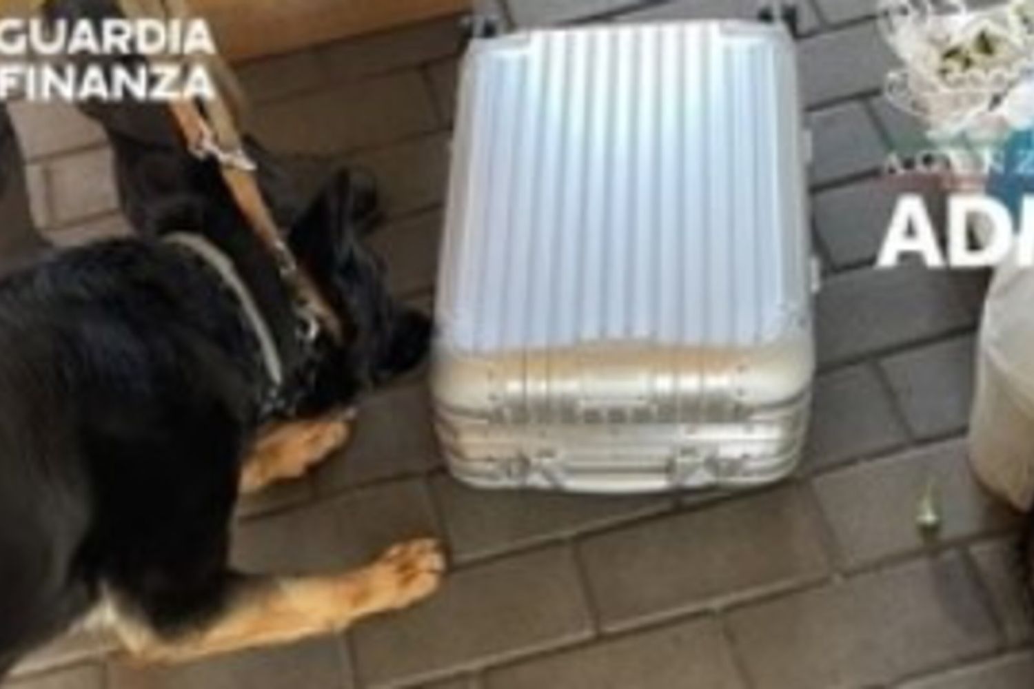 Isabel cash dog Guardia di Finanza