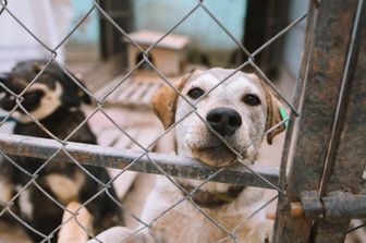 Campagna contro l'abbandono di cani e gatti, scendono in campo i divi di cinema e tv