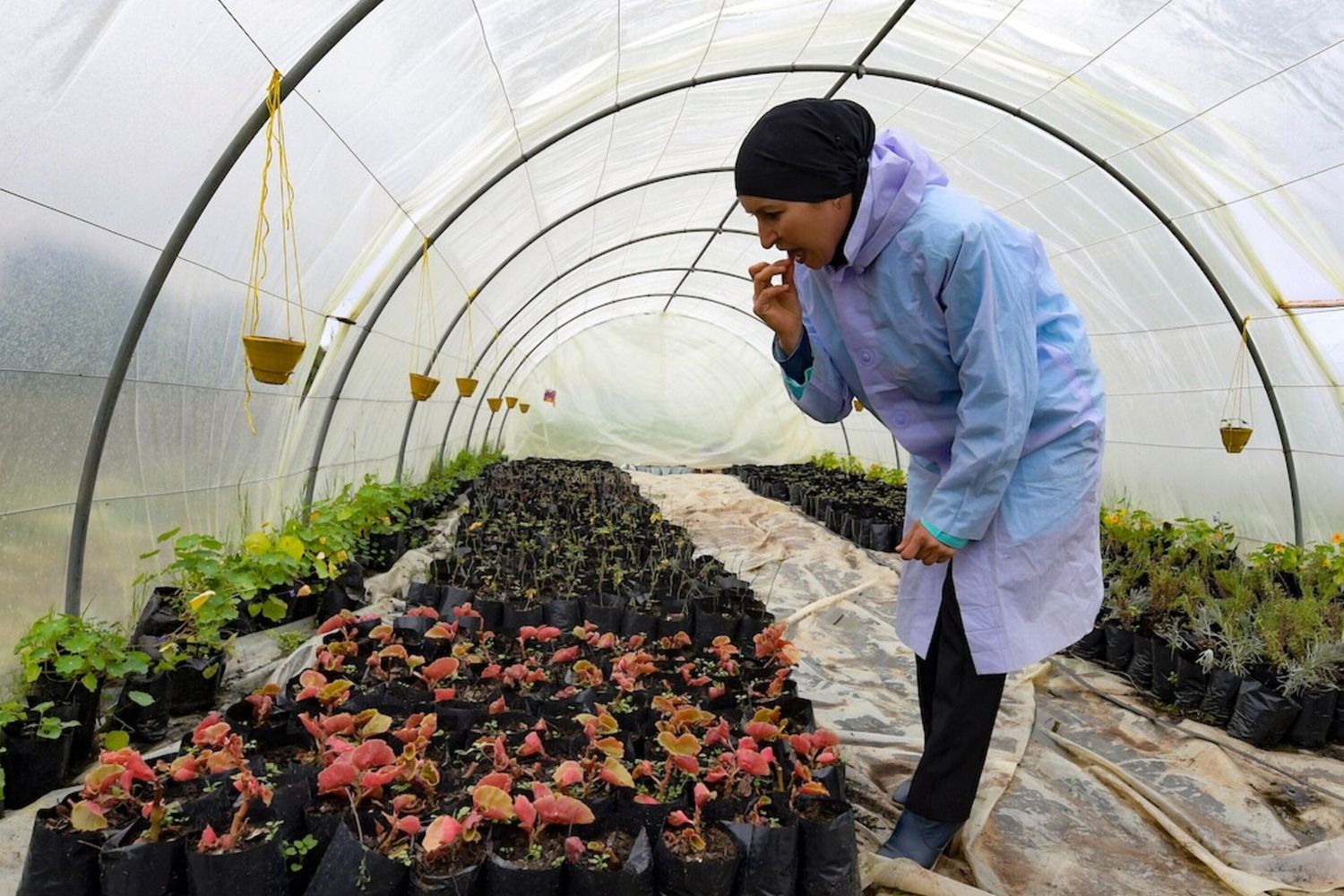 Tunisie : les fleurs du nord-ouest prêtes à s’épanouir sur les marchés européens