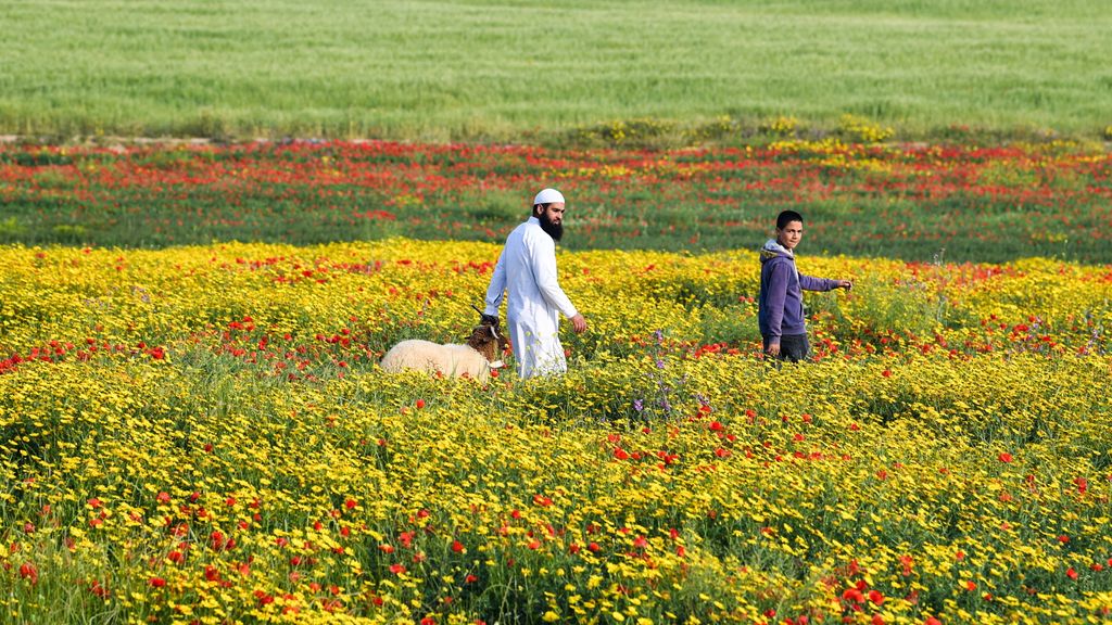 Tunisie : les fleurs du nord-ouest prêtes à s’épanouir sur les marchés européens