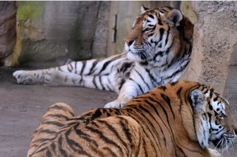 Eutanasia per tre tigrotti siberiani abbandonati dalla madre