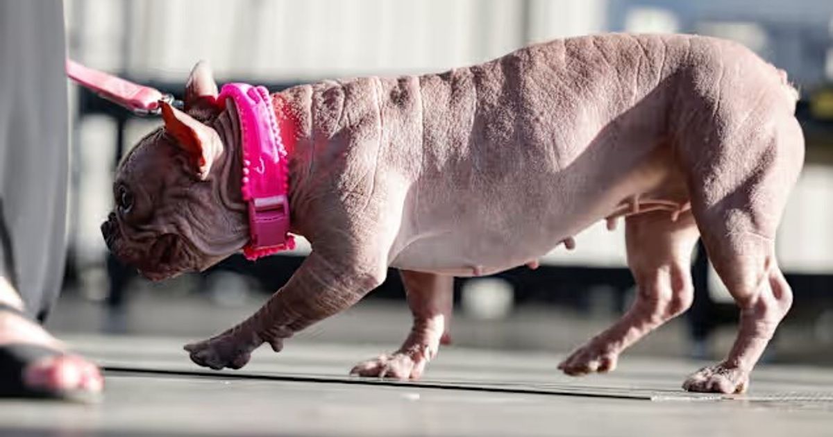 Senza pelo e con tante rughe, il cane più brutto del mondo
